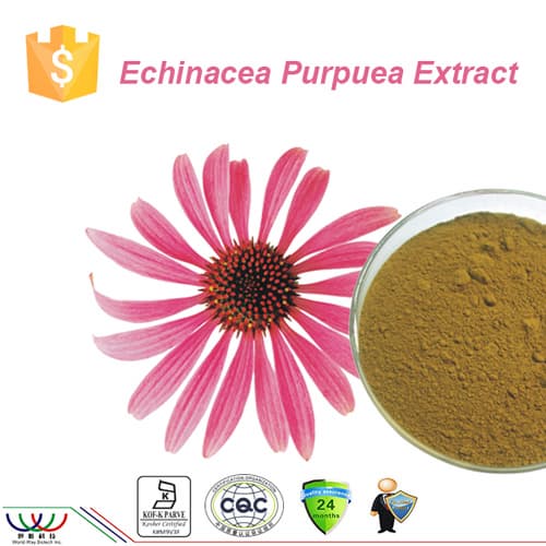 Pure natural chicoric acid Echinacea purpurea extract